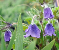 Violet purple nodding flowers and feathery foliage.